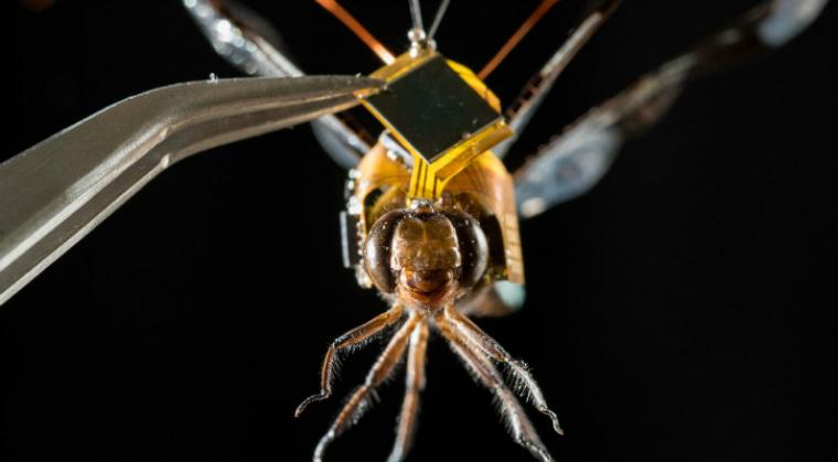 DragonflEye, Drone Cyborg Dari Capung Hidup Untuk Diagnostik Medis